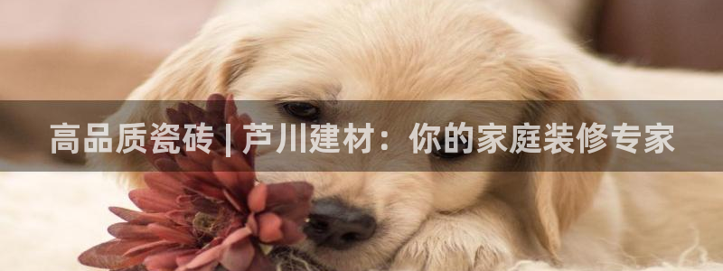 杏鑫平台代理怎么做赚钱