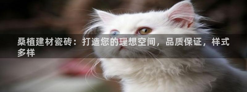杏鑫平台招商